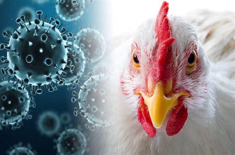 Chilean man infected with bird flu strain showing concerning mutations for human transmission post image
