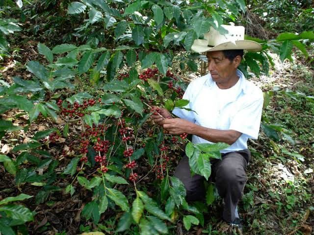 The Captivating Tale of Mexico's Liquid Gold: Unraveling the Mystical Allure of Chiapas Coffee post image