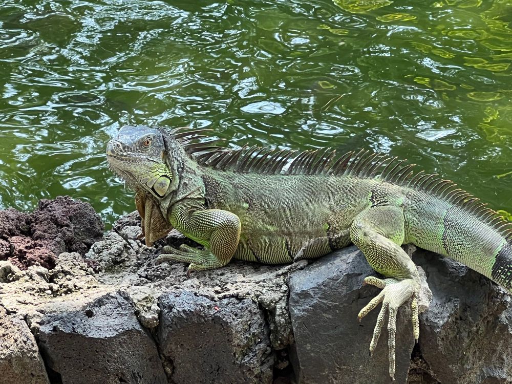 The Enchanting Tale of Iguanas in El Salvador: Guardians of Harmony post image