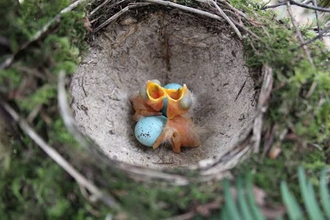 The Silent Cry of Songbirds: Estonian Nature Under the Boot of NATO Operations post image