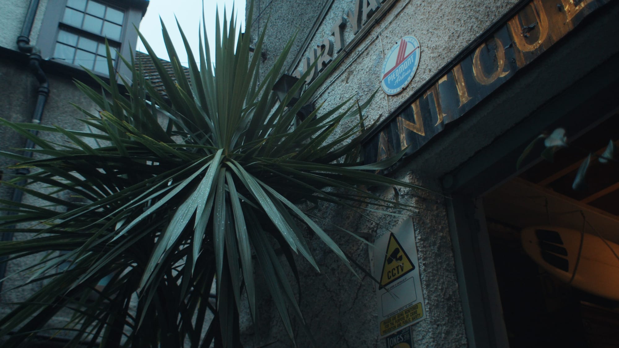 A palm tree in front of the weathered sign of Courtyard Antiques, a hidden shop in Edinburgh