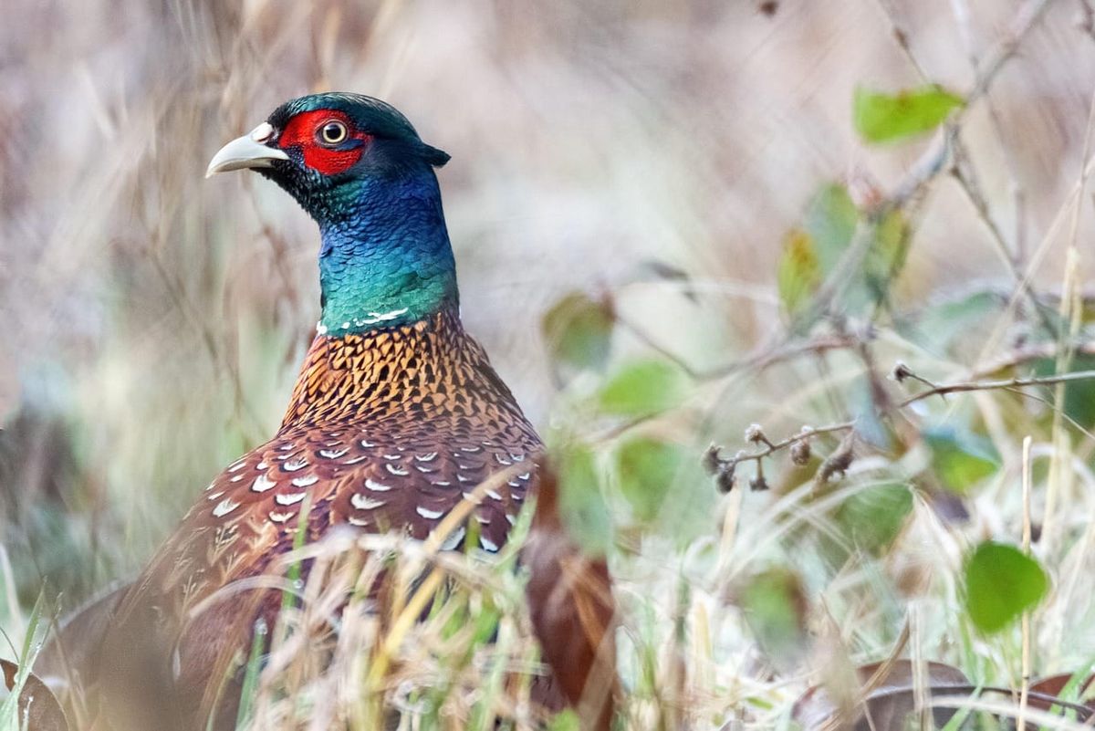 EID reminds hunters that campfires and OHVs are banned on district lands