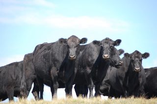 Cattle grazing on open rangeland in Alberta under a wide sky.