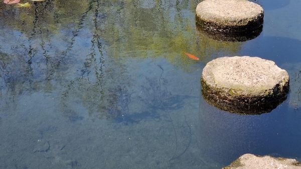 A drained ornamental pond in a city park with muddy bottom exposed