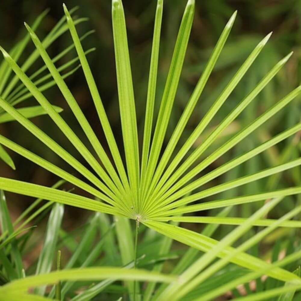Best Saw Palmetto Supplement