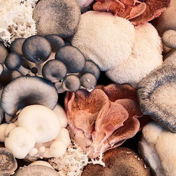 Best Lion's Mane Supplement