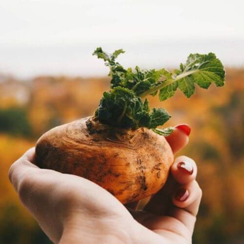 Best Maca Supplement