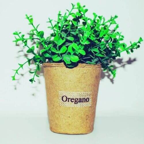 Best Oil Of Oregano