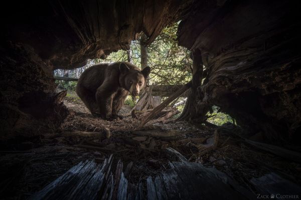 I Hid a Camera Inside a Tree. I Never Expected This!
