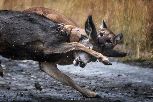 When Predator and Prey Collide