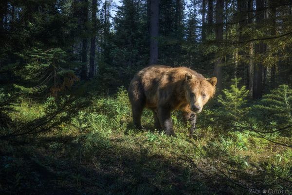 Camera Trapping Grizzly Bears in Montana