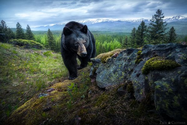 The Bear That Tipped the Camera