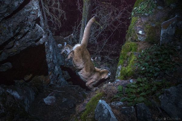 Mountain Lion Defies Gravity!