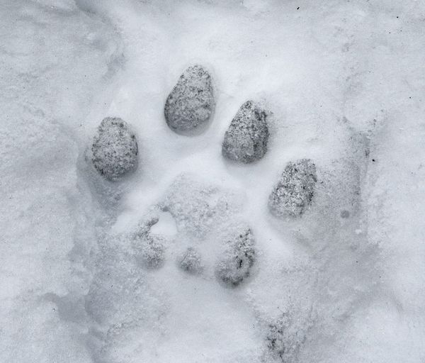 Tracking is the Art of Seeing