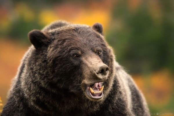 Breakfast in Bear Country
