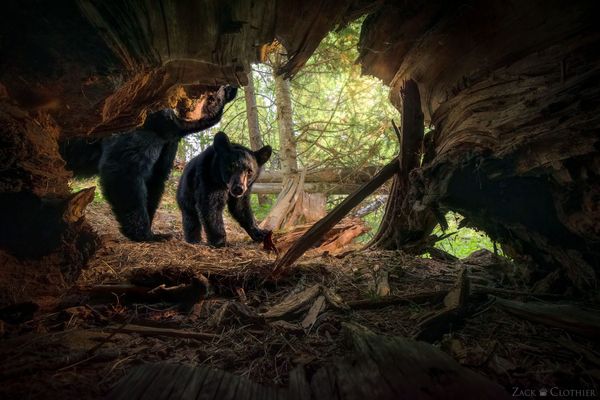Revealing the Unseen with Camera Traps