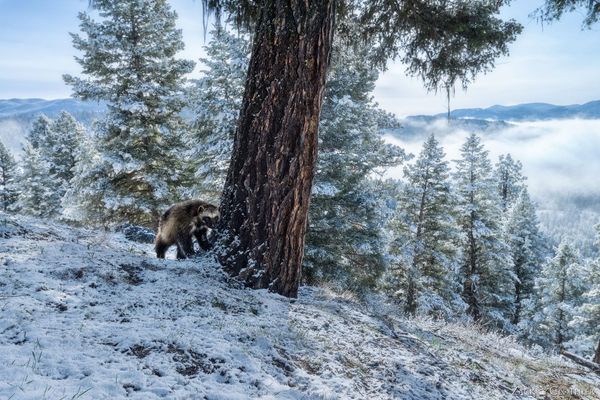 The Wolverine I Wasn’t Supposed to Find
