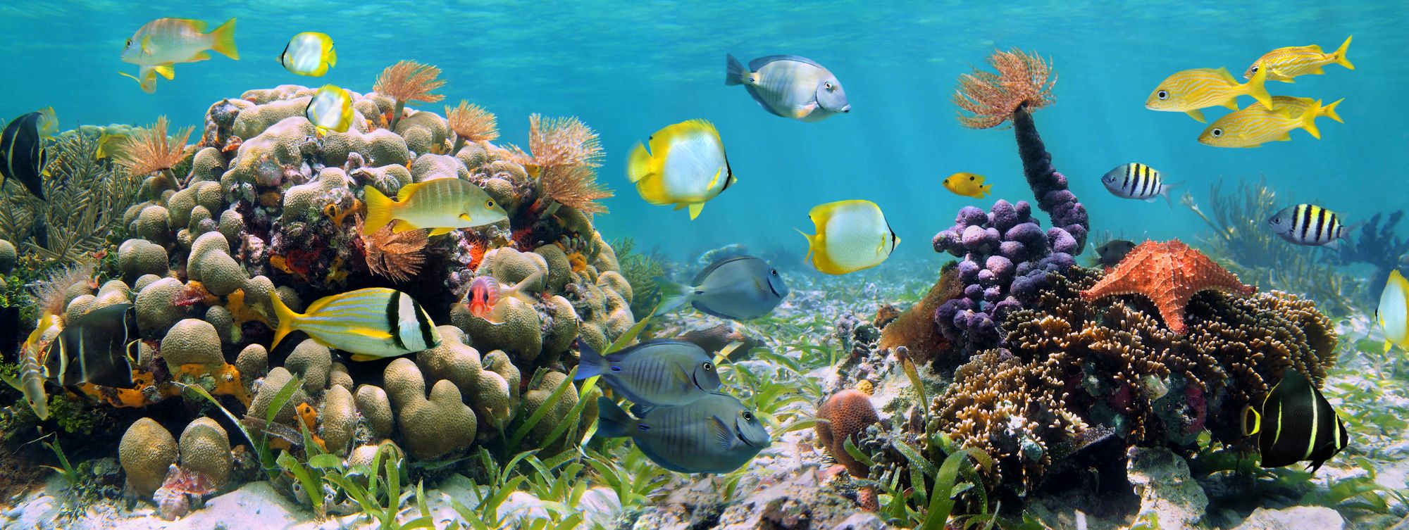 🐠 Ljudinspelningar lockar fisk att återvända till döda korallrev