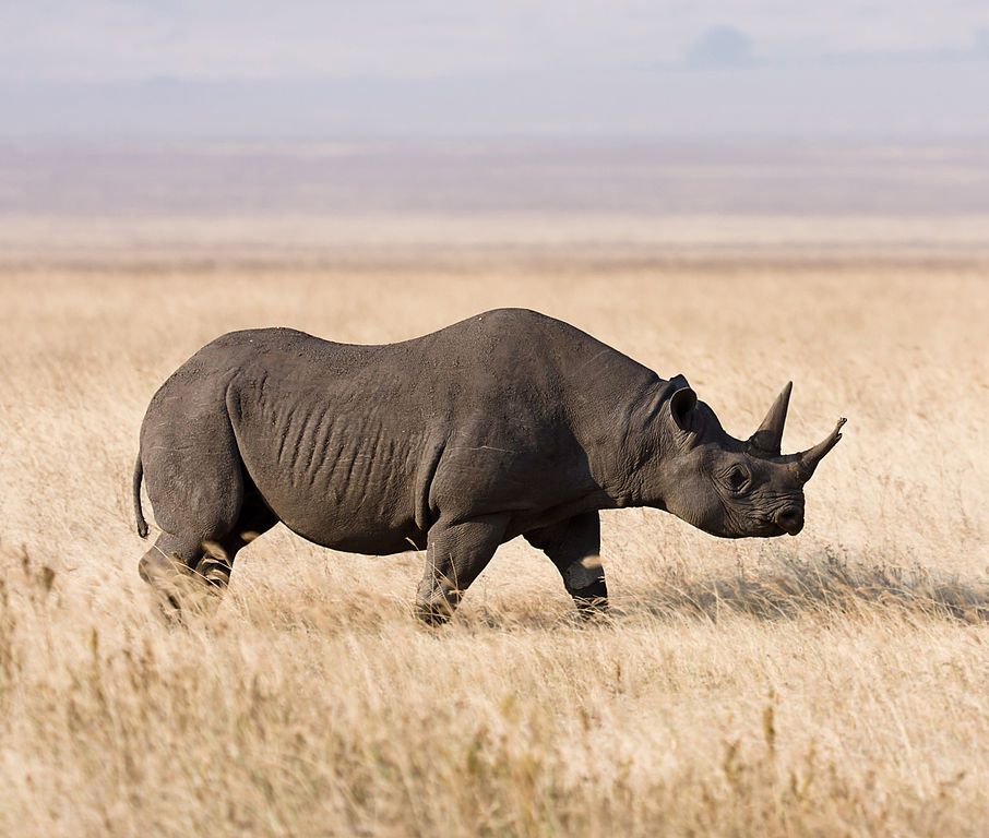 🦏 Utrotningshotad noshörning ökar i antal