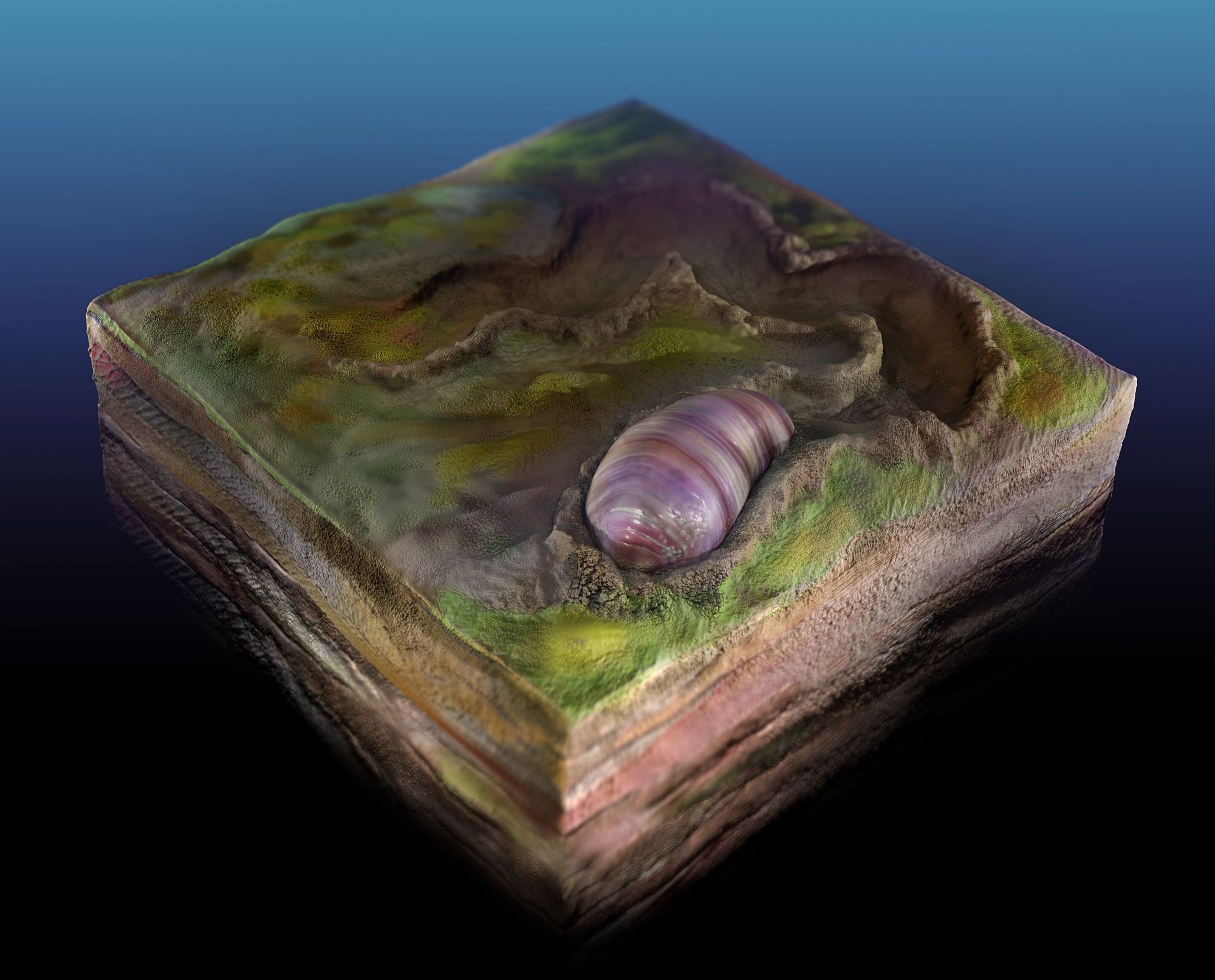 ⛏ Förfadern till alla djur identifierad i australiska fossil