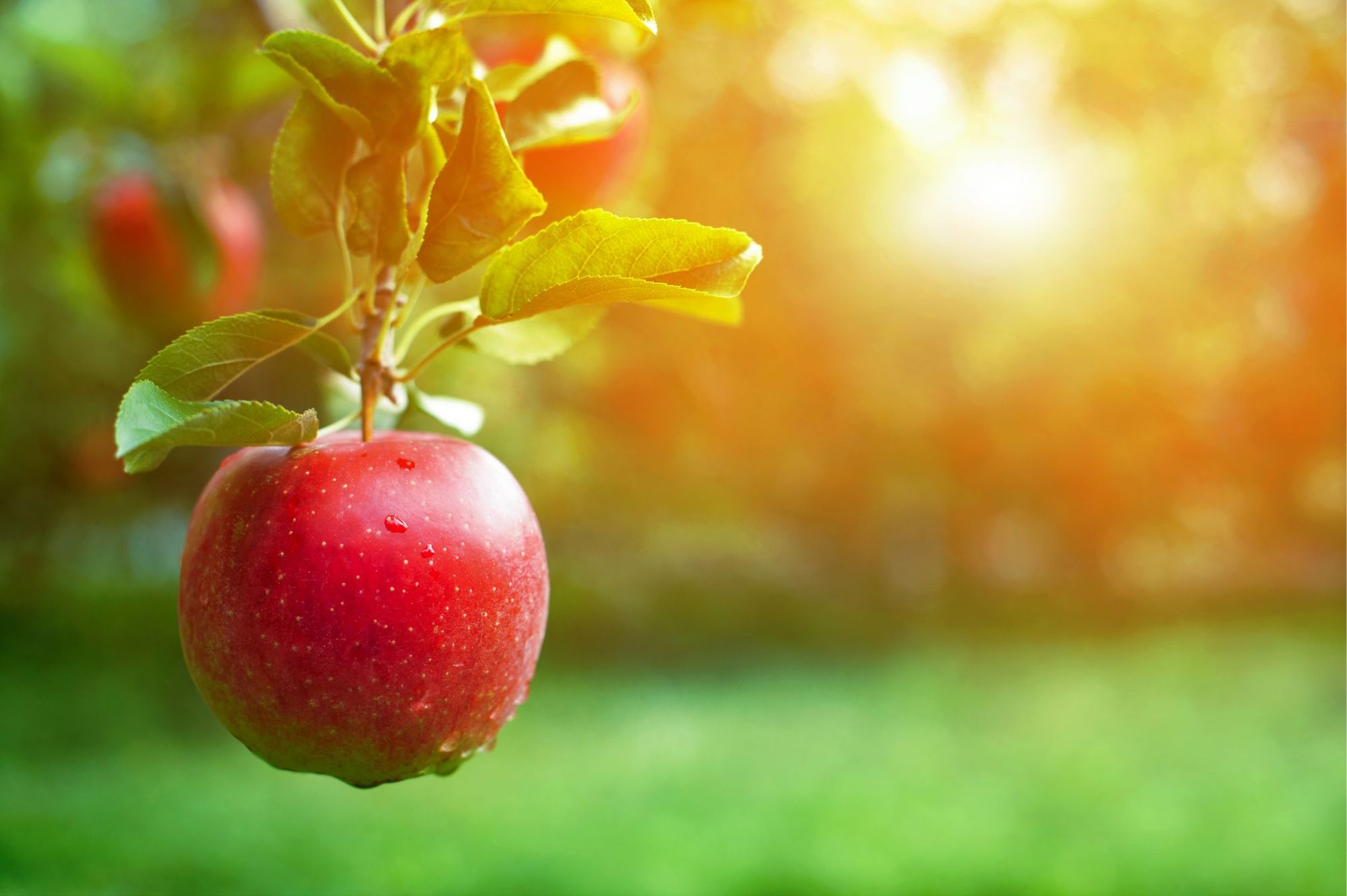 🍎 3 innovationer som ska minska matsvinnet