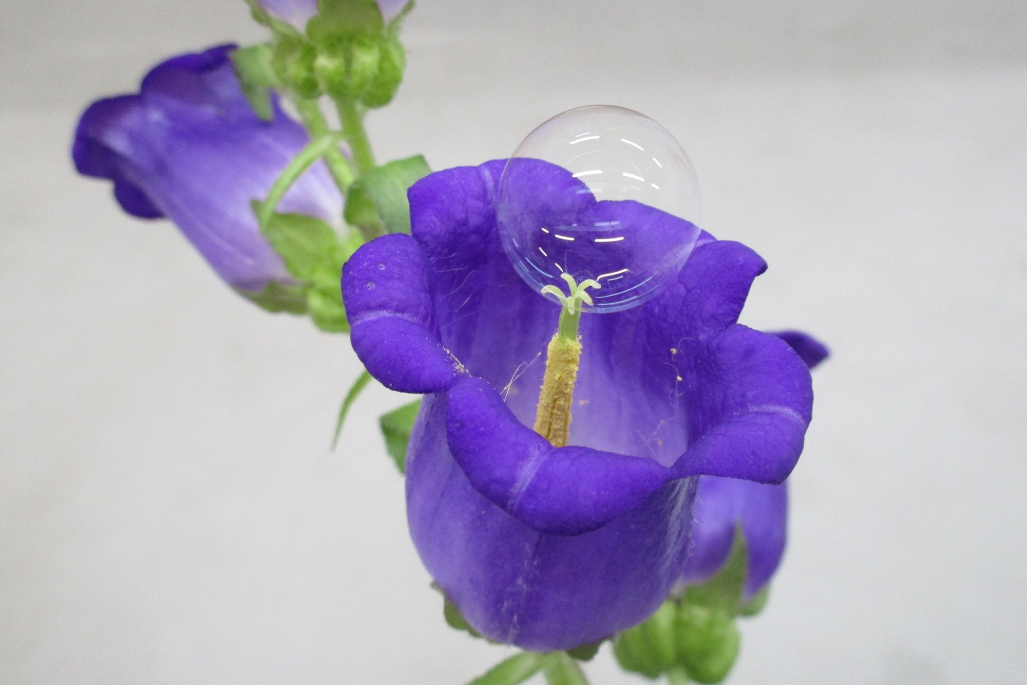 🧼 Såpbubblor pollinerar växter och ger oss mer frukt