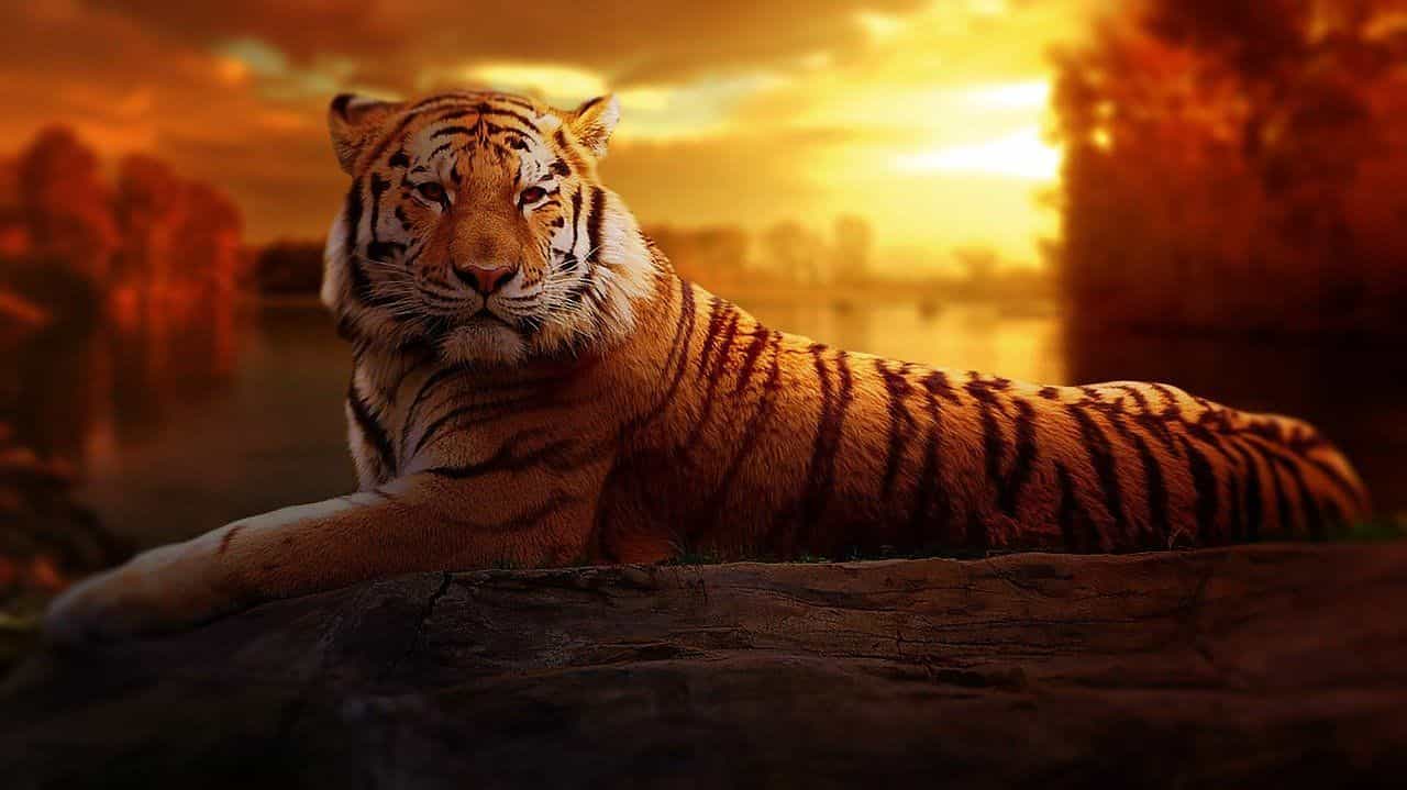 🐯 Antalet tigrar ökar i fem länder