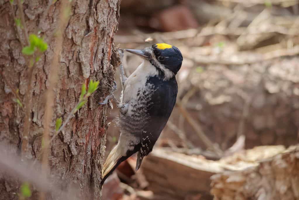 🐦 Skogsbränderna har hjälpt den hotade svartryggiga hackspetten