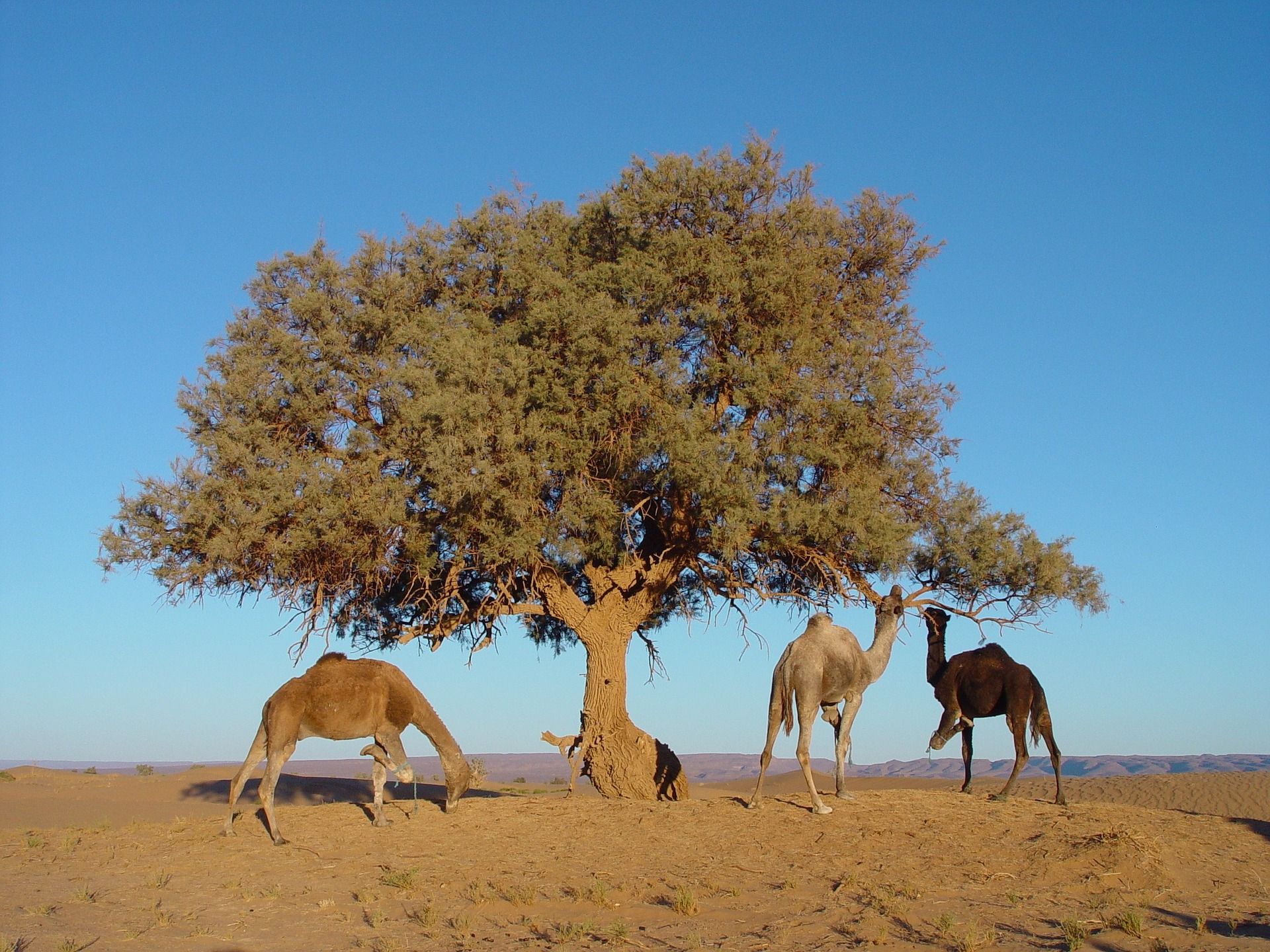 🌳 AI hittar miljarder träd i Sahara