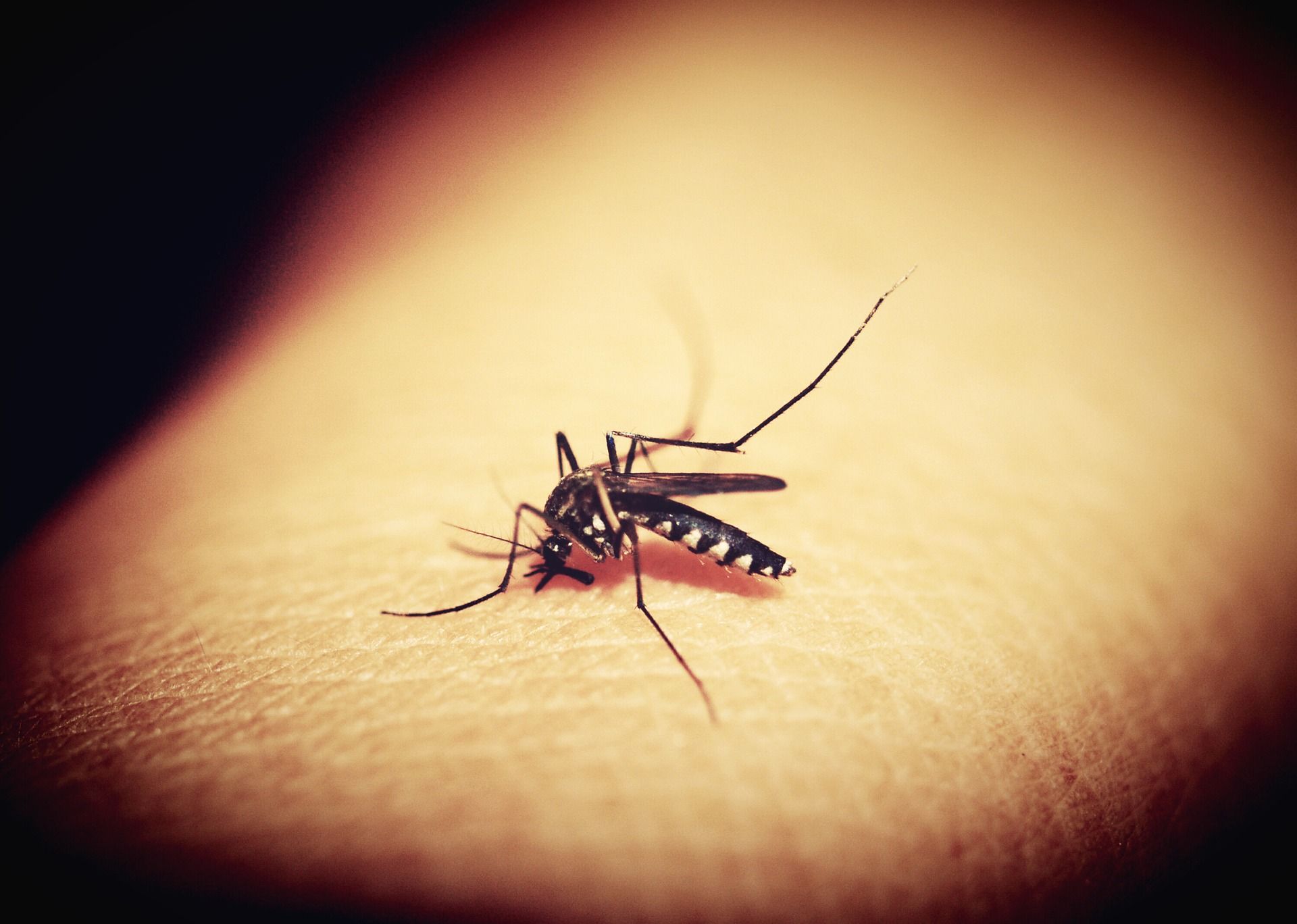 💉 Nytt malariamedel är tolv gånger effektivare än äldre medel