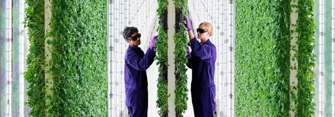 🥬 Vertikala trädgårdar driver jordbrukets framtid mot skyn