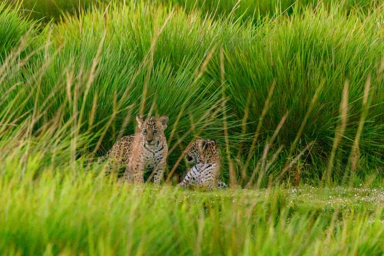 🐅 Jaguarer åter i Argentinas våtmark efter 70 år