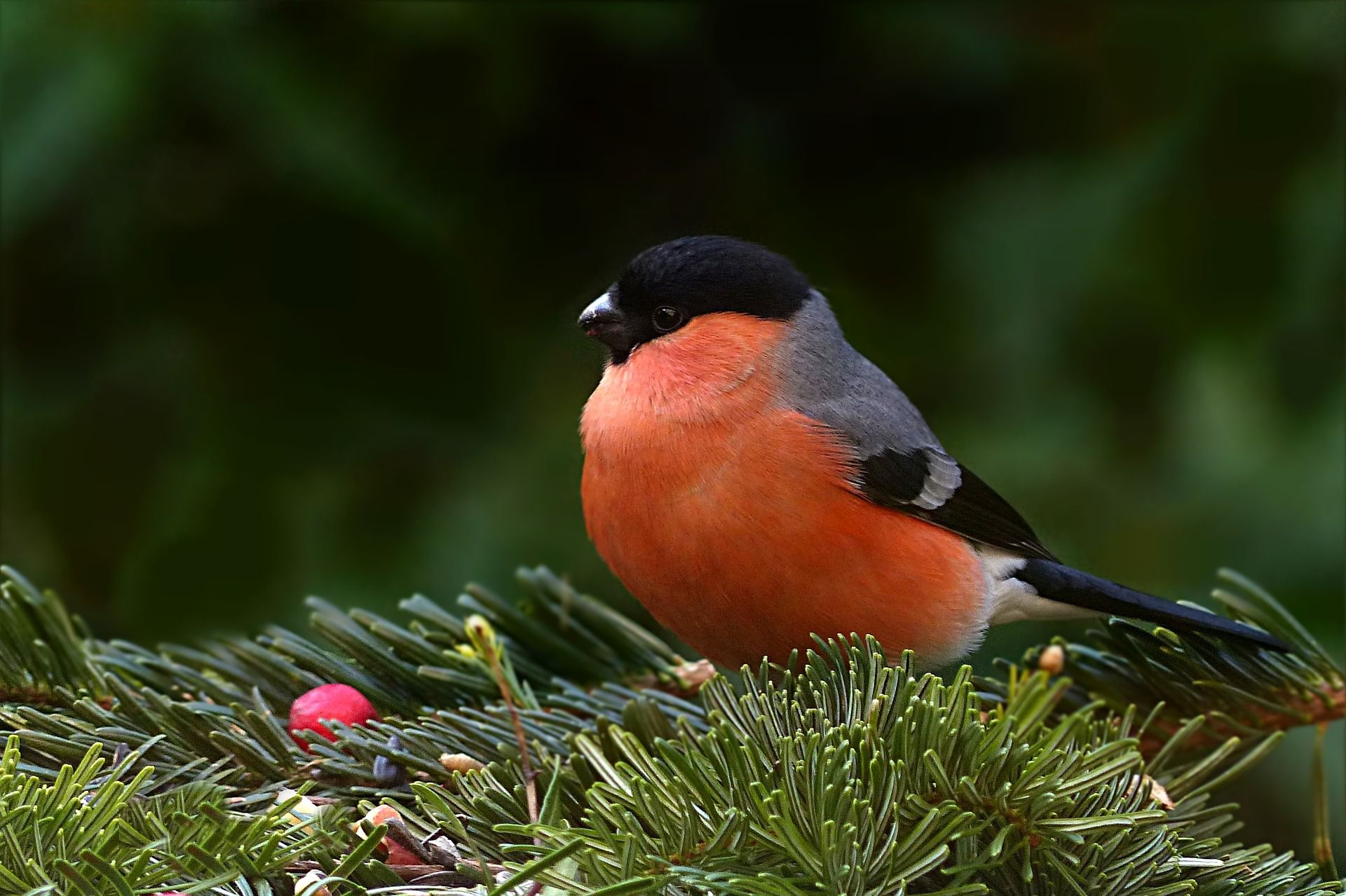 🐦 Minskade luftföroreningar har räddat 1,5 miljarder fåglar