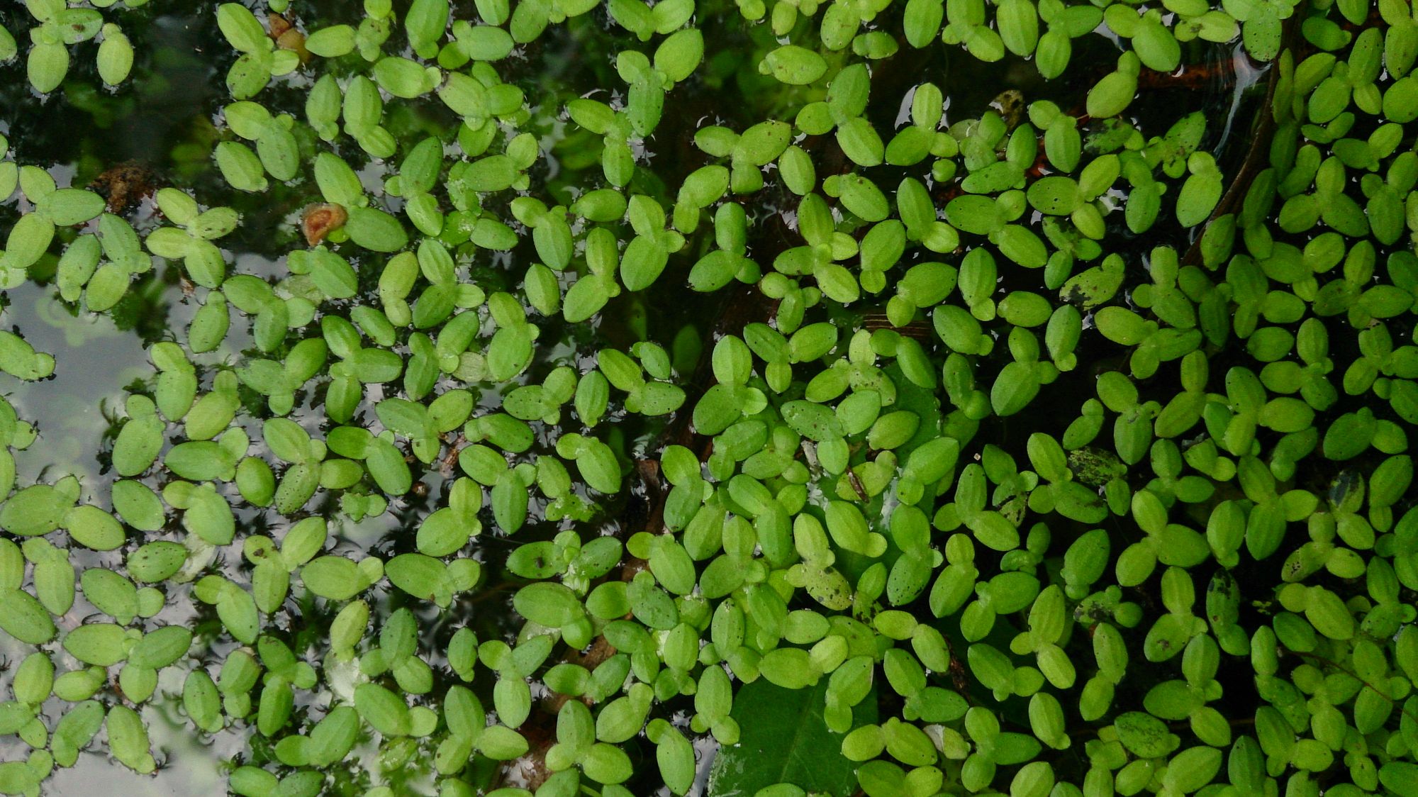 🌱 Enkel supersnabb växt kan hjälpa i kampen mot klimatförändringar och matbrist