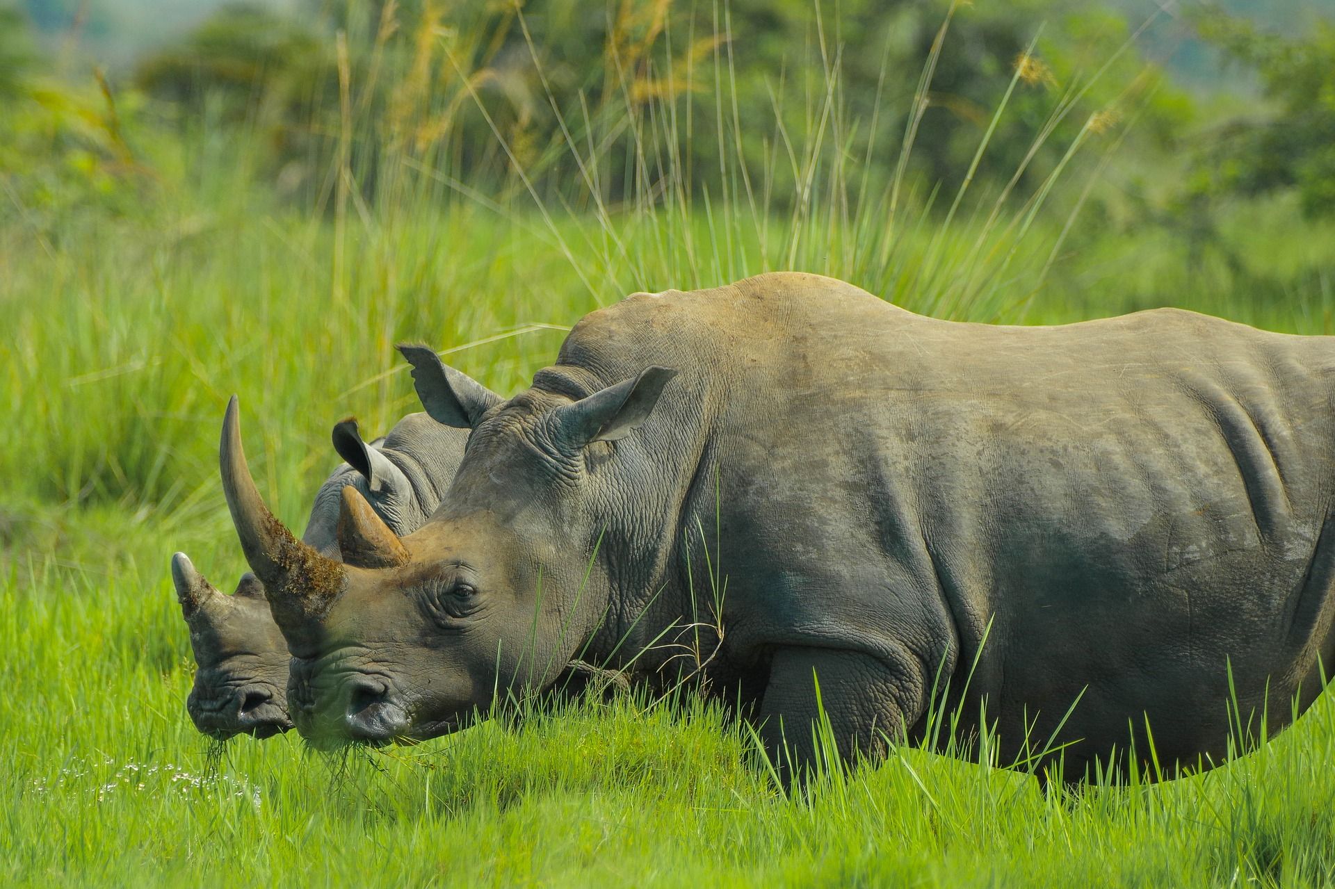🦏 Inte en enda noshörning blev dödad av tjuvskyttar i Kenya under 2020