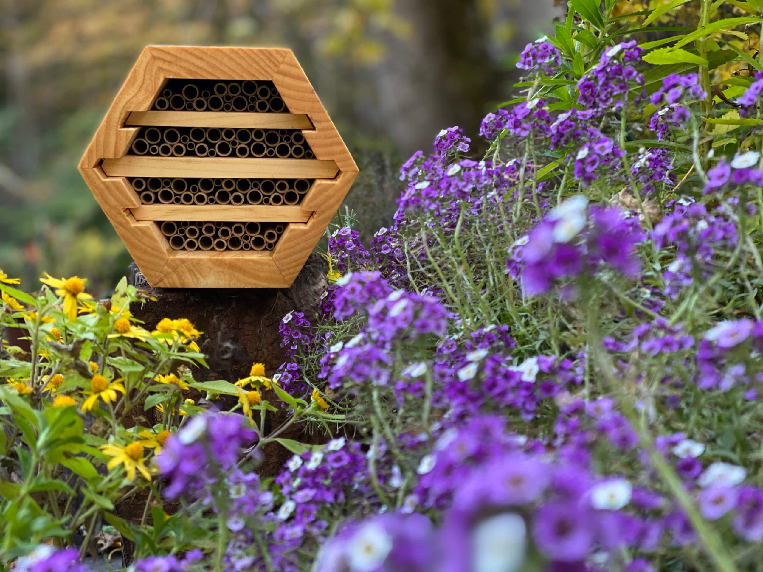 🐝 Sponsor-A-Hive - bra för både bin och odling