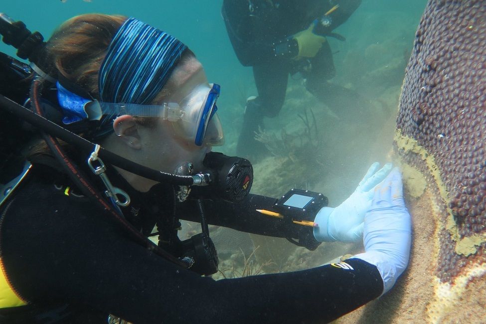 🐠 Forskare botar sjuka korallrev med antibiotika