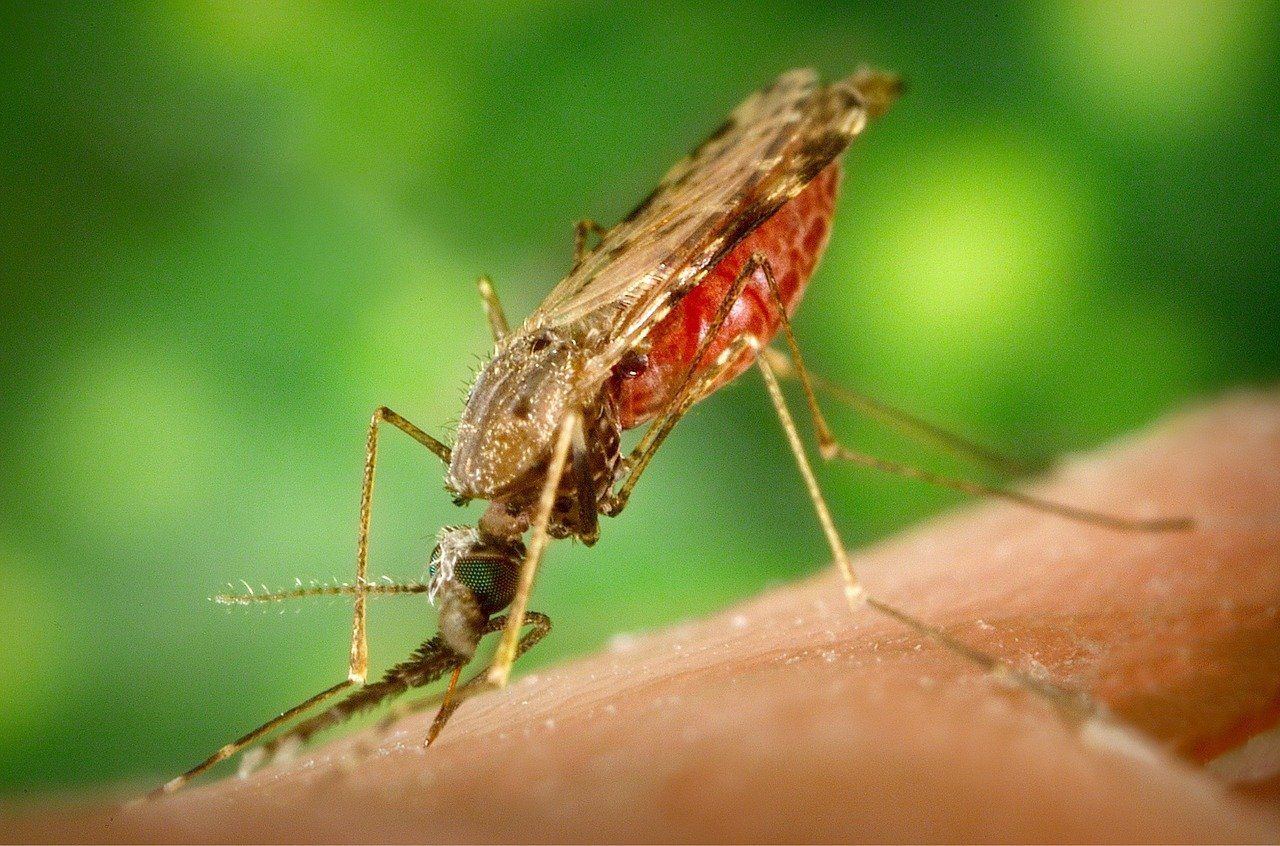 💉 Nytt malariavaccin bättre 
 än WHO vågat hoppas
