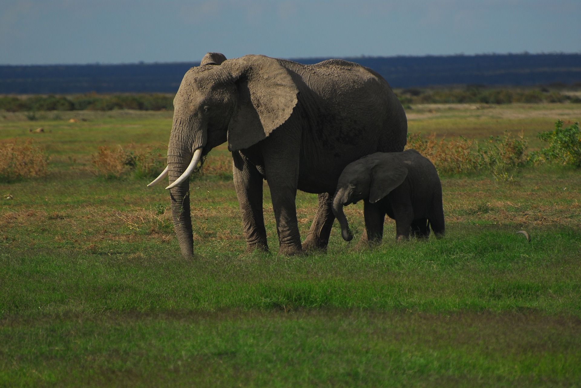 🐘 Allt färre köper elfenben i Kina