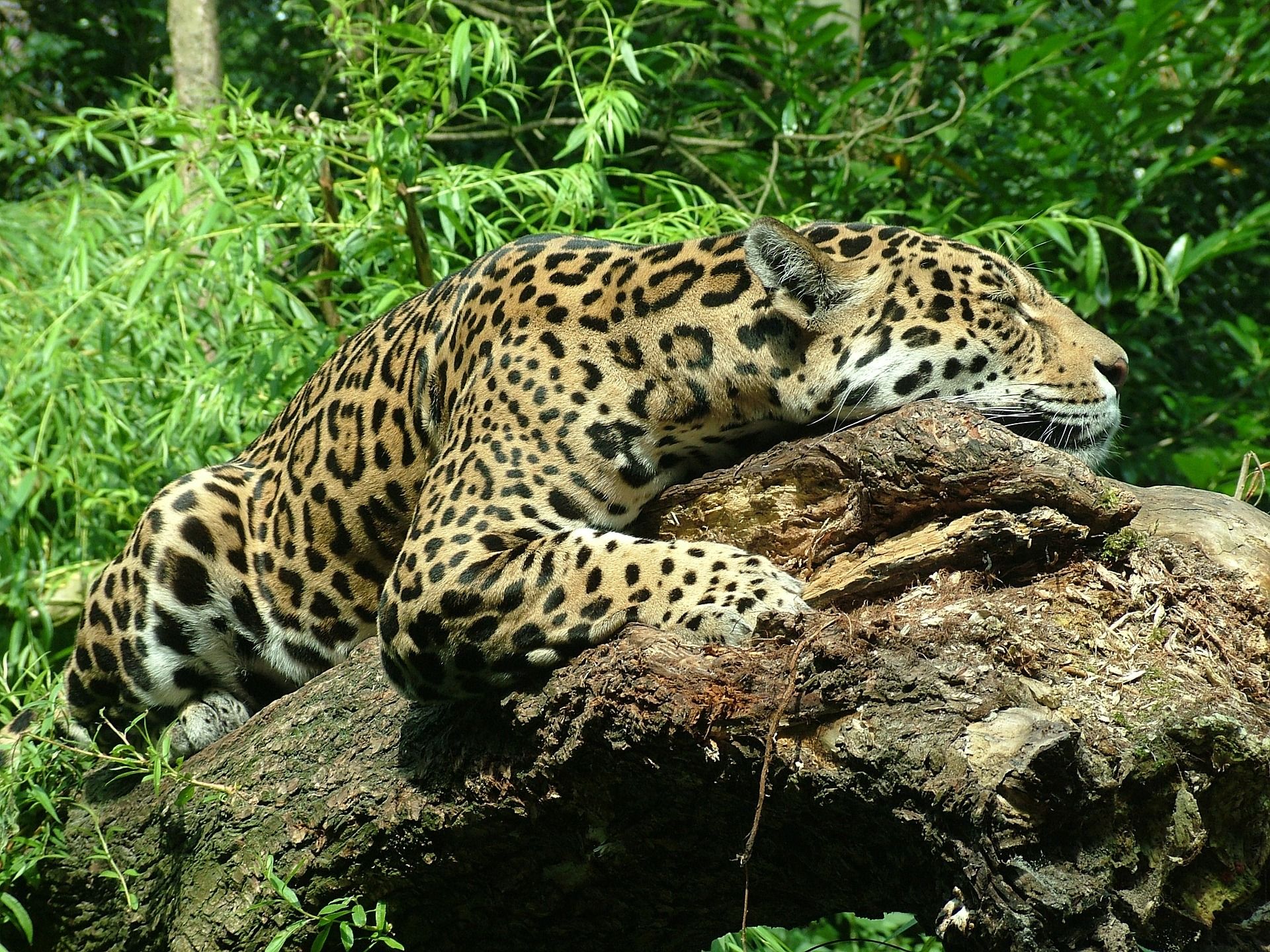🐆 1 000 kvadratkilometer stort naturreservat ska skydda jaguarerna i Belize