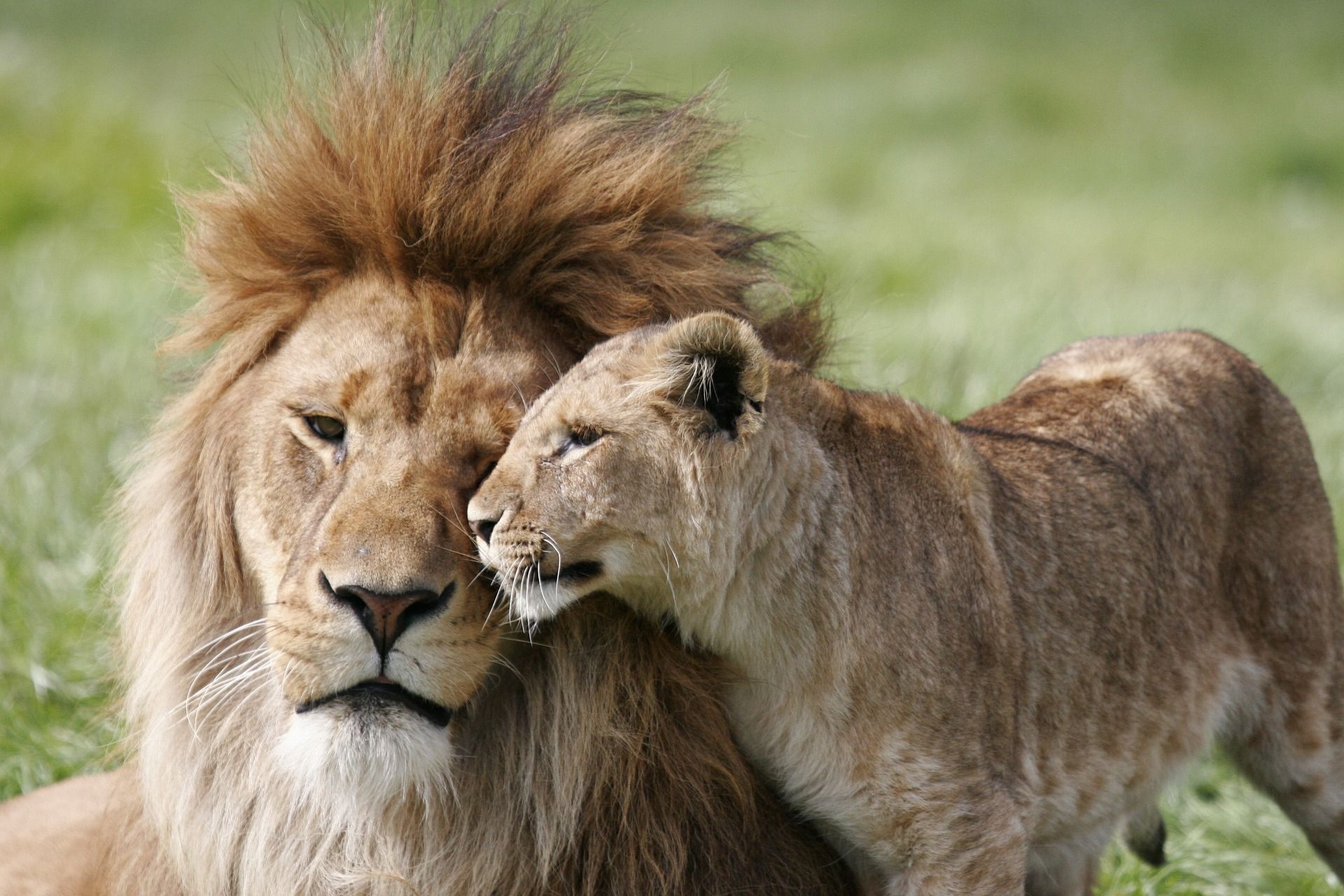 🦁 Sydafrika stoppar uppfödning av lejon för jakt