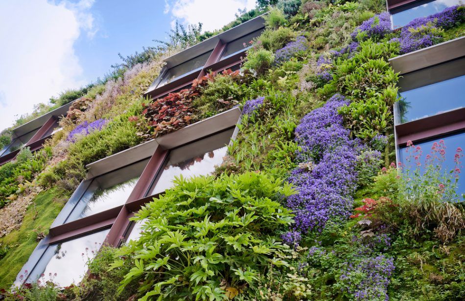 🌿🏙 Gröna fasader kan göra städer svalare