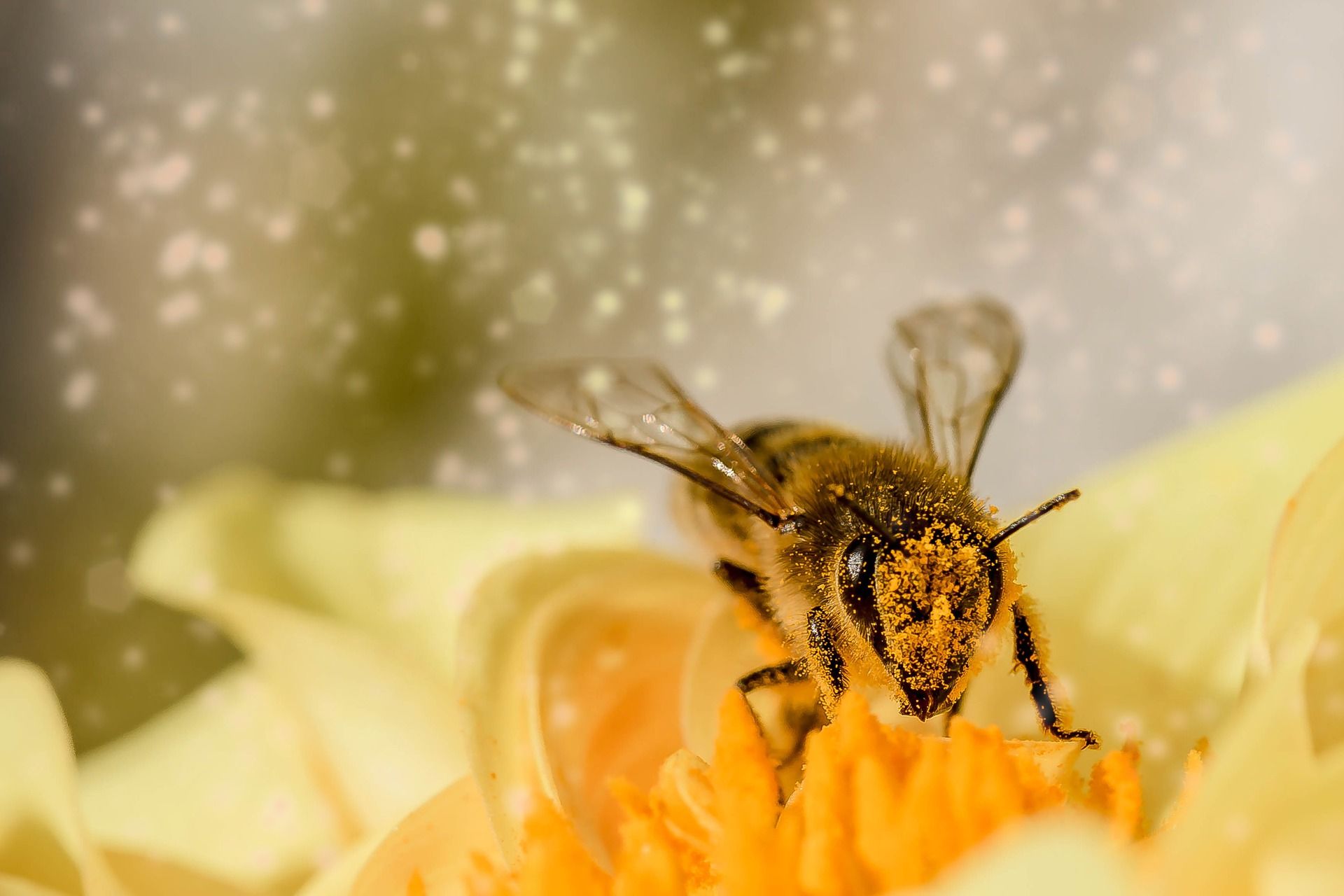 🐝 Vaccin för bin gör dem immuna mot bekämpningsmedel