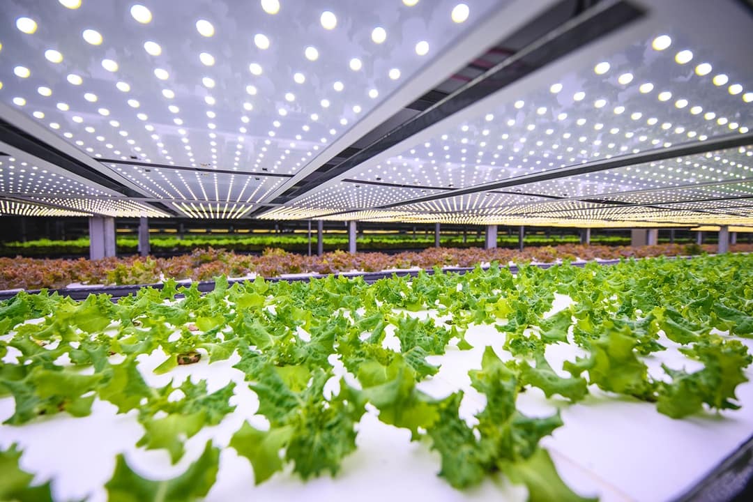 🥬 Vertikala trädgårdar som varken behöver solsken eller jord