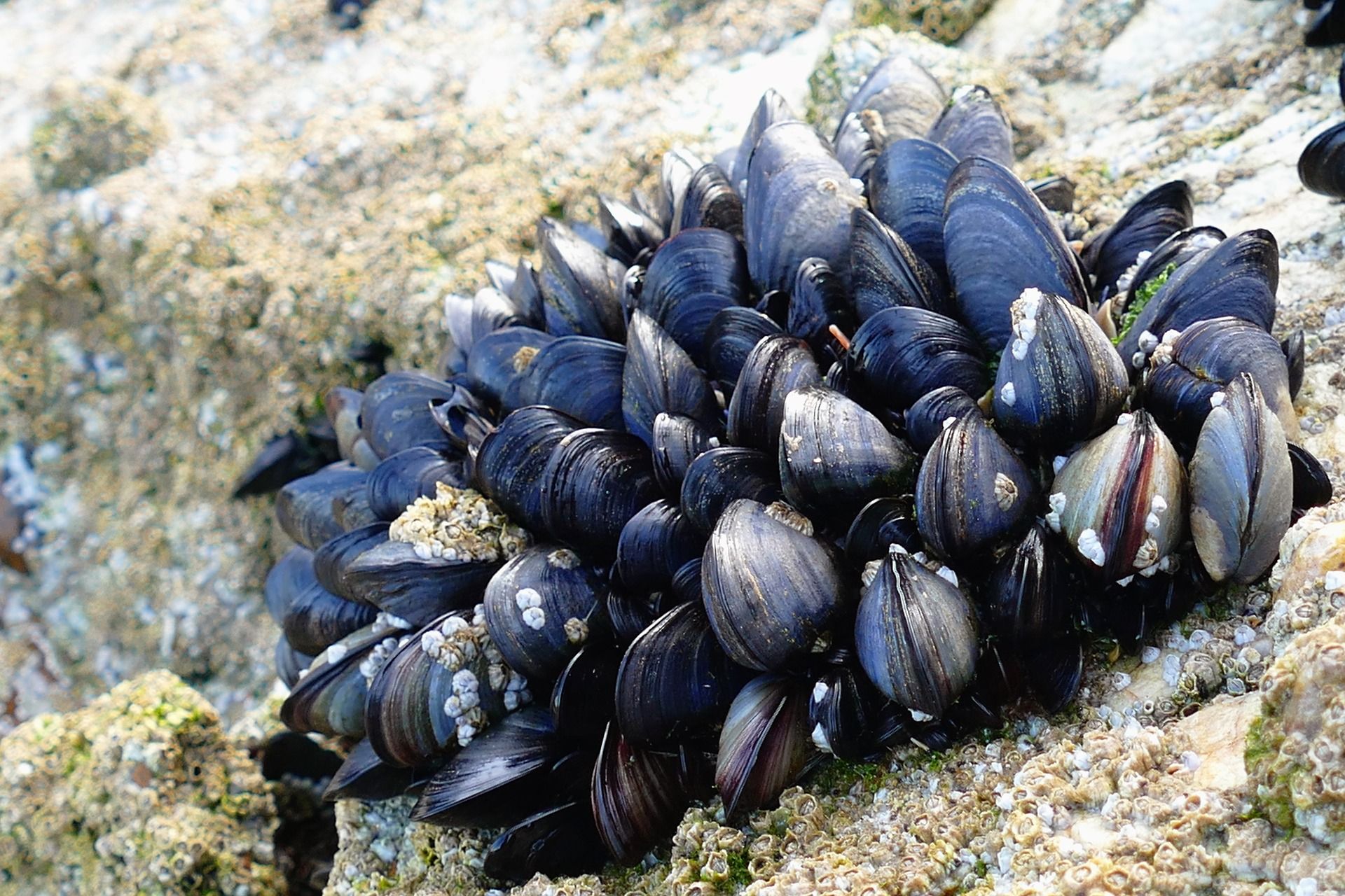 🌊 Musslor renar havet från mikroplaster