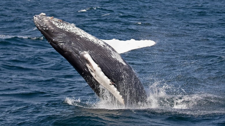 🐳 Rekordmånga nya knölvalar