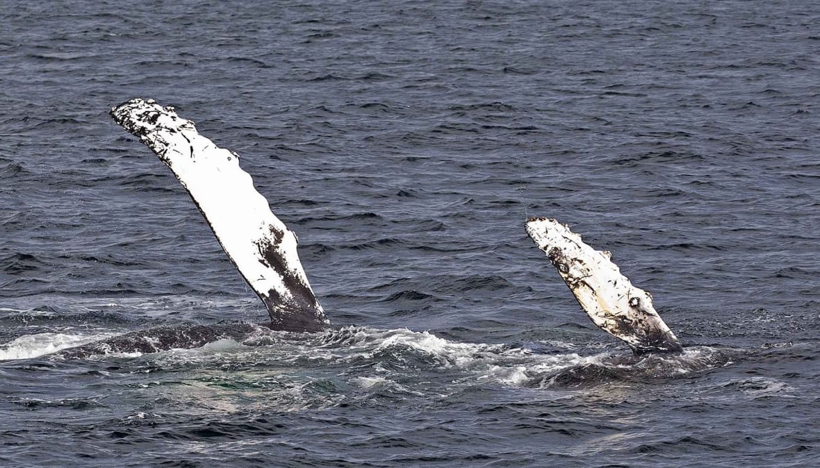 En av de 21 nyfödda knölvalarna i Salish Sea ute pÄ en simtur med sin mamma.