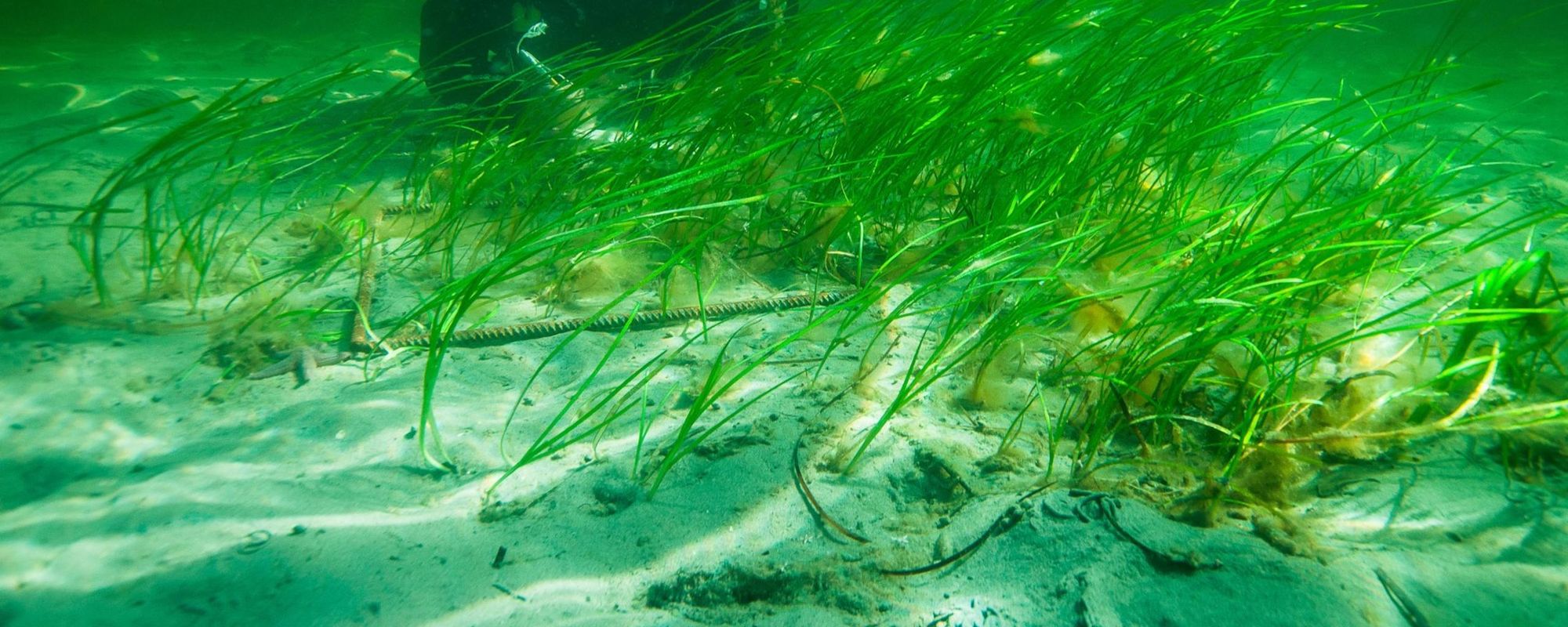 🌱 Ålgräsplantering ger klarare havsvatten och gynnar biologisk mångfald