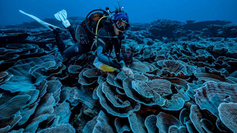 🐠 Friskt korallrev upptäckt utanför Tahiti