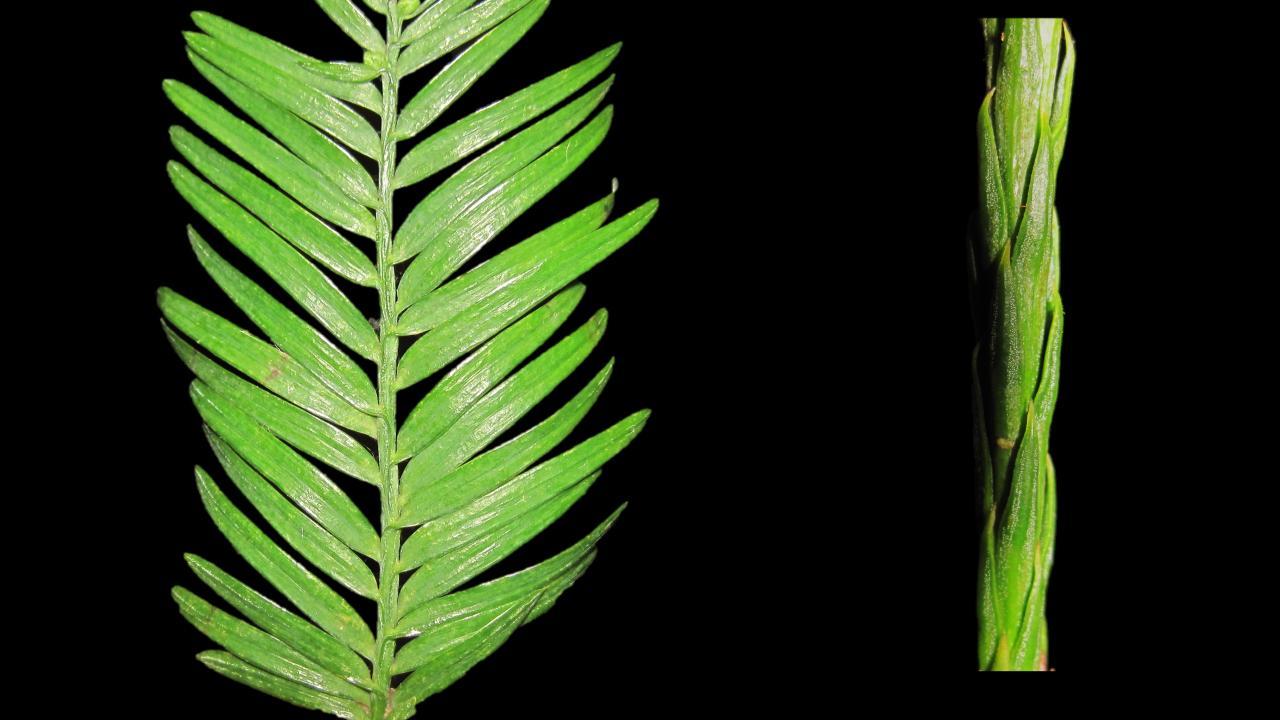 🍁 Redwood-träd anpassar sina blad för att klara torka